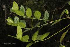Canthium neilgherrense
